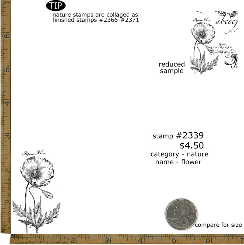 #2339 - Flower - Nature